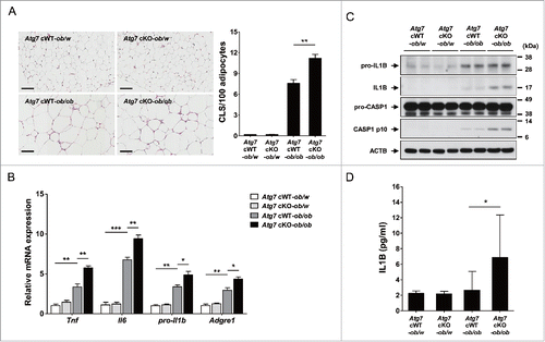 Figure 3. Inflammasome activation in vivo. (A) The number of CLS in white adipose tissue of 20-wk-old mice was counted as described in Materials and Methods (n = 4 each) (right). Representative H&E stained sections of white adipose tissue are shown (left, scale bar: 100 μm). (B) Total mRNA was extracted from the SVF of white adipose tissue from 20-wk-old mice, and quantitative RT-PCR was done using primers specific for Tnf, Il6, pro-Il1b and Adgre1 (n = 3 each). (C) Tissue lysate of the SVF was subjected to western blot analysis using anti-IL1B and -CASP1 Abs. (D) Serum IL1B level was determined using a commercial ELISA kit (n = 3 to 15). *, P < 0.05; **, P < 0.01; ***, P < 0.001.
