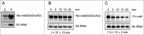 Figure 7. The rreB start codon is important for the turnover of the small mRNA. Northern blots hybridized with probes directed against the rreB sORF and the control 5S rRNA are shown. (A) The 16c-rreB(GUG/UAG) transcript is localized predominantly in the P100 fraction. (B) and (C) RNA was isolated from cells harvested at the indicated time (min) after stop of transcription by rifampin addition to cultures at an OD600 of 0.5. Stabilities of the overproduced rreB derivatives 16c-rreB(GUG/UAG) and 17c-rreB were calculated from 4 biological experiments and are given below the panels.