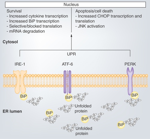 Figure 4.  Unfolded protein response mediated by binding immunoglobulin protein.Activation of the ER membrane transducers leads to a cascade of kinase phosphorylation that either favors apoptosis through upregulation of CHOP or JNK activation. Similarly, cell survival can be favored by blocking translation and degrading synthesized mRNA.ER: Endoplasmic reticulum; UPR: Unfolded protein response.