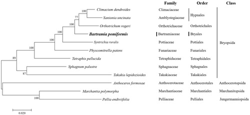 Figure 1. Phylogenetic position of B. pomiformis determined by Maximum-likelihood methods based on combined analysis with amino acids sequences of 16 mitochondrial genes common in all taxa. The bootstrap values (1000) are presented near the corresponding branch. Branches that were supported by above 50% bootstrap values are indicated by bold lines. Sequences from 2 Marchantiopsida and 1 Anthocerotophyta were used as outgroup. GenBank accession numbers of mitogenomes used are Anthoceros formosae (NC_004543), Bartramia pomiformis (MT024676), Climactium dendroides (MT006132), Marchantia polymorpha (NC_037507), Orthotrichum rogeri (NC_026212), Pellia endiviifolia (NC_019628), Physcomitrella patens (NC_037465), Sphagnum palustre (NC_03019), Syntrichia filaris (MK852705), Takakia lepidozioides (NC_028738) and Tetraphis pellucida (NC_024291).