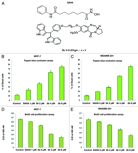 Figure 1. Induction of cell death by bisindole-PBD hybrid. (A) Chemical structure of SAHA and bisindole-PBD hybrid conjugates. Bisindole linked pyrrolo[2,1-c][1,4]benzodiazepine induces cell death in MCF-7 and MDAMB-231 cells. Trypan blue exclusion assay in MCF-7 (B) and in MDAMB-231 (C) showing cell death at 2, 4, and 8 µM. Each experiment was performed thrice. Error bar represents standard deviation from three different experiments. BrdU cell proliferation assay in MCF-7 (D) and MDAMB-231 (E). MCF-7 cells were seeded at a density of 10 000 cells and were grown for 24 h, BrdU was incubated for 5 h at RT followed by treatment 1 µM SAHA (in MCF-7), 5 µM SAHA (in MDAMB-231), 2, 4, and 8 µM 5b for 24 h. The intensity of blue color was measured at 450 nm which is proportional to the amount of BrdU incorporated in proliferating cells. Data presented from three independent experiments. Error bar represents standard deviation from three different experiments