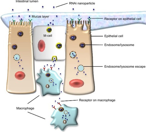 Figure 1 RNAi nanoparticles target to epithelial cells or macrophages in intestinal lumen.Abbreviation: RNAi, RNA interference.