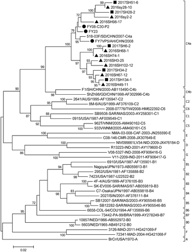 Figure 4. Phylogentic analysis of VP1 gene of EV-A71 strains from HFMD virological surveillance during the 2016–2017 in Beijing, China#.Note: EV-A71: enterovirus A71.HFMD: hand, foot, and mouth disease.# The EV-A71 strains analyzed in this study were indicated with solid triangles and squares, and the vaccine strains were shown with solid dots. ▲the strains isolated in 2016, ■ the strains isolated in 2017; ● vaccine strains