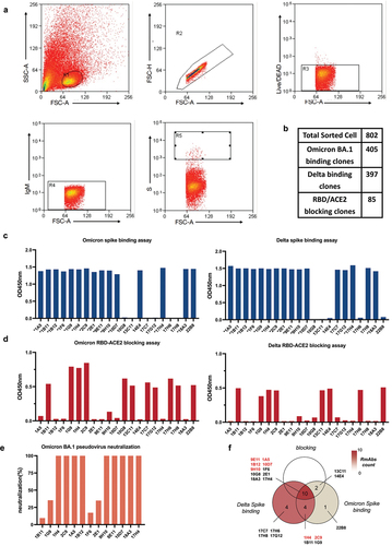 Figure 2. Isolation of spike-specific single B cells and functional testing of B cell clones. (a) Flow cytometry gating strategy to sort spike-specific B cells from rabbit splenocytes. (b) Summary of sorted single B cell clones, Delta spike-binding clones, Omicron BA.1 spike-binding clones, and RBD/ACE2 blocking clones. (c) Determination of the binding ability of Omicron and Delta spike-specific B cell clones from the culture supernatants by ELISA. (d) Detection of the ACE2 blocking capacity of spike-specific B cell clones from the culture supernatants by blocking ELISA. (e) Neutralization capability of spike-specific B cell clones from the culture supernatants at 50 ng/mL. (f) Venn diagram of the classification of the 21 clones.