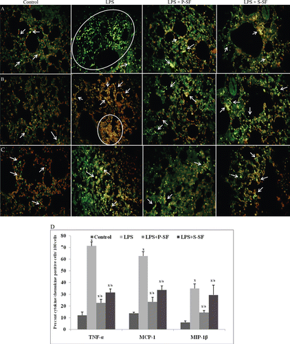 Figure 2.  Photomicrographs of (A) TNFα, (B) MCP-1, and (C) MIP-1β expression in lung tissue sections when analyzed using immunofluorescence. FITC-conjugated secondary antibodies were used and tissues were counterstained with propidium iodide (PI). Figure is a representive photo-array from among four rats/treatment group. Arrows indicate cell positive for the indicated cytokine. Circles/ovals are also used to indicate cluster of positive cells. (D) Quantitative analysis of cytokine(s) positive cells. 100 cells were counted in each of four different slides from each group and the percentages of positive cells was calculated. Values marked with the x or a were statistically different from the control group or LPS-only group, respectively (p < 0.001).