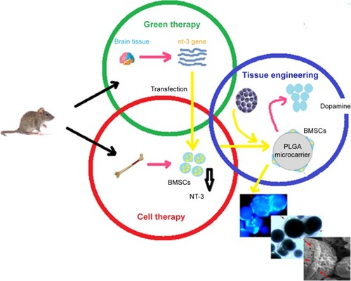 Figure 10 Schematic representation of the preparation method of coupling neurotrophin-3-overexpressing MSCs and PLGA microcarriers for PD treatment. Data from Moradian H et al.Citation63Abbreviations: BMSCs, bone marrow-derived mesenchymal stem cells; MSCs, marrow-derived mesenchymal stem cells; PD, Parkinson’s disease; PLGA, poly(lactic-co-glycolic acid).