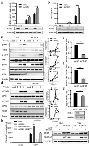 Figure 2. CDK5 deficiency promotes IFN-β production.