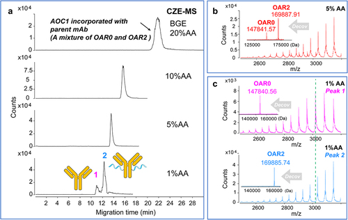 Figure 6. Optimization of background electrolyte (BGE) in CZE-MS analysis to separate OAR species of AOC1 sample. (a) Base peak electropherogram of AOC1 incorporated with 20% of parent mAb under 20% AA, 10%AA, 5% AA, and 1% AA conditions. (b) Averaged mass spectra and deconvoluted mass spectra (inserted figures) of the single peak (a mixture of OAR0 and OAR2) under 5% AA condition. (c) Averaged mass spectra and deconvoluted mass spectra (inserted figures) of the OAR0 (peak 1) and OAR1 (peak 2) separated from the AOC1-mAb mixture under 1% AA condition.