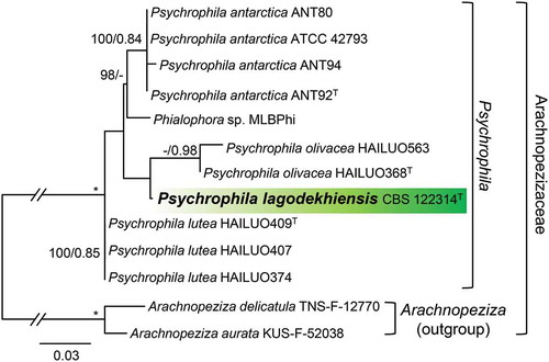 Figure 4. Phylogeny of Psychrophila inferred from ML analysis of ITS sequences. Details as in FIG. 1.