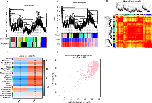 Figure 6 Construction and module analysis of weighted gene co-expression network analysis (WGCNA).(A) Based on topological overlap and assigned module colors, clustering dendrogram of dissimilar genes. (B) Cluster analysis based on gene expression profile. (C) Clustering of genes using the average linkage hierarchical clustering method. (D) A module-trait association consists of a single row for each eigengene and a single column for each trait. (E) Scatterplot of gene significance related to module membership in the pink co-expression modules.