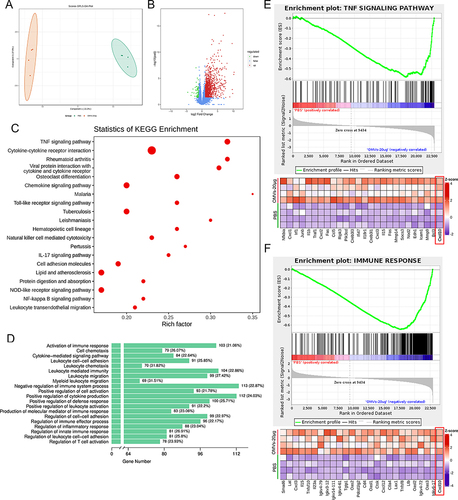 Figure 4 Transcriptome characteristics of tumor tissues treated by Pd-OMVs. (A) Scores OPLS-DA plot. (B) Volcano plot. (C) KEGG and (D) GO enrichment analysis items. GSEA enrichment plots of (E) TNF signaling pathway and (F) immune response.