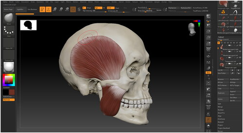 Figure 6. The muscles of mastication have been modelled over this cleaned up micro-CT skull scan.