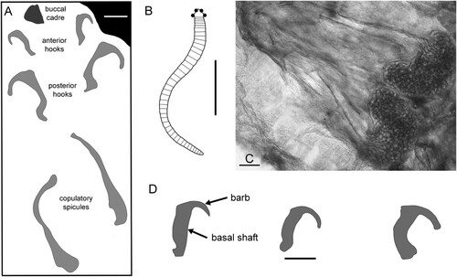 Figure 5. Cephalic hooks and copulatory spicules of the extant pentastomid (Eupentastomida) Raillietiella Sambon, Citation1910. A. Sketch of anterior of male Raillietiella frenatus Ali, Riley & Self, Citation1981 showing cephalic hooks and copulatory spicules (drawn from Kelehear et al. Citation2011, fig. 2b). B. Female with cephalic hooks (black dots on head) and multi-annulated trunk (drawn from Riley Citation1986, fig. 2a). C. Copulatory spicules of male Raillietiella orientalis (Hett, Citation1915) (copyright Crystal Kelehear; reproduced from Kelehear et al. Citation2011, fig. 4c). D. Cephalic hooks of Raillietiella frenatus showing size-related transition from pointed to blunt hooks (drawn from Kelehear et al. Citation2011, fig. 3). Scale bars: 100 µm (A,C,D); 10 mm (B).