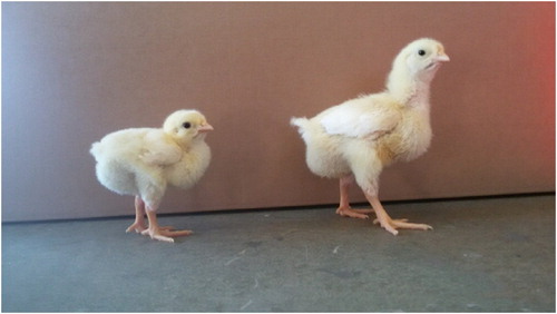 Figure 1. Growth retarded (left) and unaffected (right) six-day-old broiler chicks. Photo: Tommy van Limbergen.