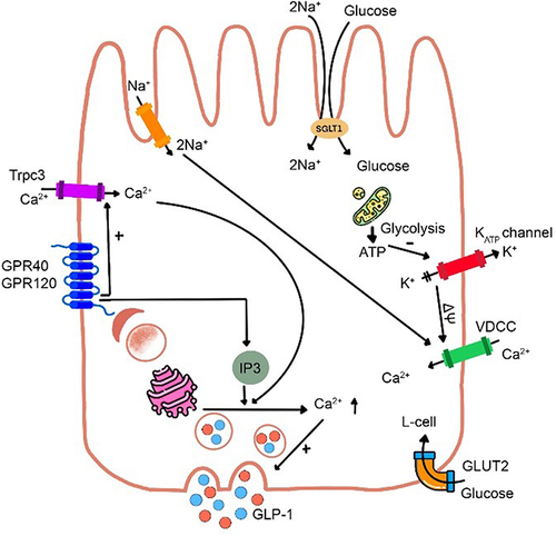 Figure 1 Schematic on GLP-1 secretion in the L-cell. Glucose arising from carbohydrate metabolism is transported at the luminal face of the L-cell via sodium-glucose cotransporter-1 (SGLT-1), which is coupled with Na+ influx, depolarizing the cell membrane (ΔΨ), opening VDCC, increasing intracellular Ca2+ levels, and triggering exocytosis of GLP-1 containing granules at the L-cell’s basolateral face. Increased intracellular ATP from glucose metabolism closes KATP channels, potentiating GLP-1 release. Long-chain fatty acids interact with G protein-coupled receptors (GPR40 and GPR120), triggering intracellular Ca2+ release to prompt GLP-1 release. Amino acids affect the secretion of GLP-1 by a similar mechanism mediated by Na+ ions.