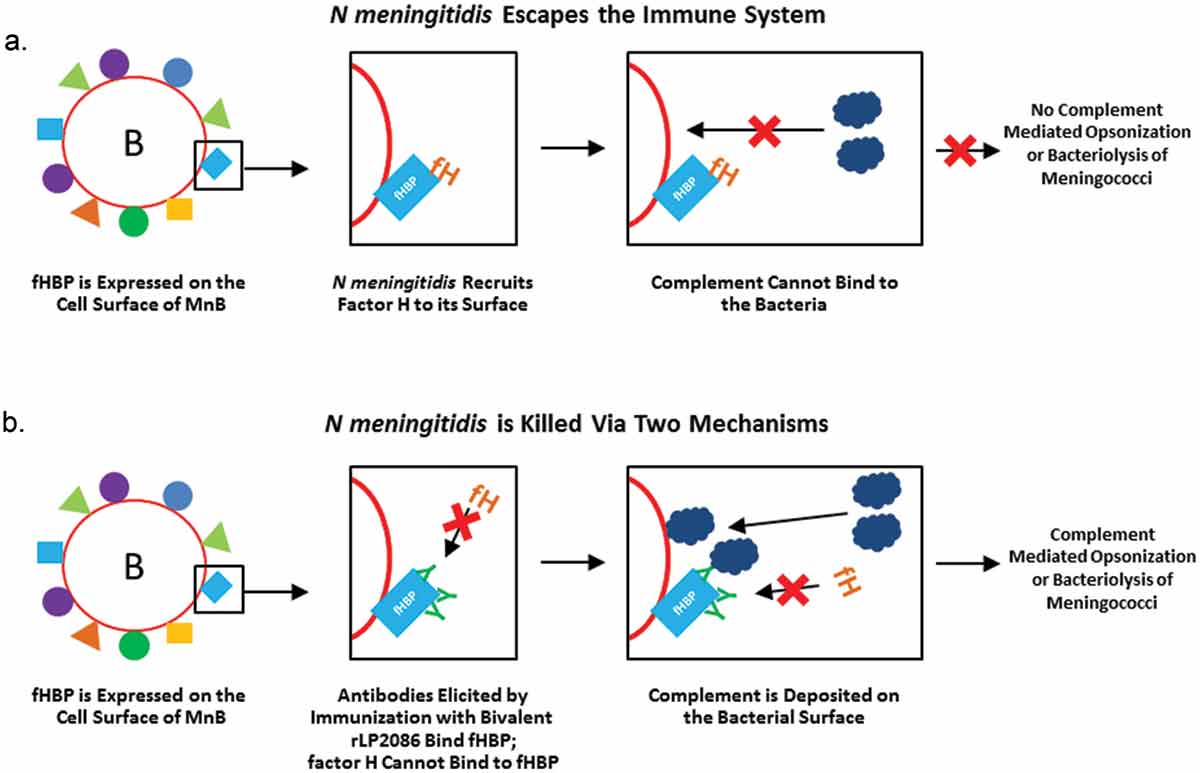 Figure 3. Role of factor H binding protein in immune response. (a) Meningococci recruit hFH to the cell surface; hFH binds fHBP, preventing complement from binding and allowing the bacterium to escape destruction by the innate immune system. (b) fHBP-specific antibodies, such as bivalent rLP2086 meningococcal B vaccine, prevent hFH from binding to fHBP, allowing complement to be deposited on the surface of the bacterium via direct binding to the pathogen (alternative pathway) or fixed to antibodies on the pathogen surface (classical pathway). Antibodies targeting fHBP can kill serogroup B meningococci via direct lysis or through phagocytosis.fH: factor H; fHBP: factor H binding protein; hFH: human factor H.