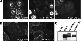 Figure 5 Expression and localization of mutant N-cadherin proteins in BT20 cells. BT20 cells were infected with wild type N-cadherin (BT20N), the W2A mutation (BT20N-W2A), or the D134A mutation (BT20N-D134A). A. Cells were processed for immunofluorescence under permeabilized conditions and stained with antibodies against the cytoplasmic domain of N-cadherin (13A9). Wild type N-cadherin is present at cell-cell borders as expected for a functioning cadherin. The two mutant cadherins are expressed at cell borders to a lesser degree, which is not surprising since they do not form effective junctions. B. To show the mutant N-cadherins are expressed on the cell surface, we did immunofluorescence of nonpermeabilized cells using antibodies against the extracellular domain of N-cadherin (8C11). Both the W2A mutant and the D134A mutant showed extensive staining with this antibody. C. Extracts of BT20 cells and BT20 cells expressing wild type N-cadherin or the mutant constructs were resolved by SDS-PAGE and immunoblotted with anti-N-cadherin (13A9). Each construct was effectively expressed.