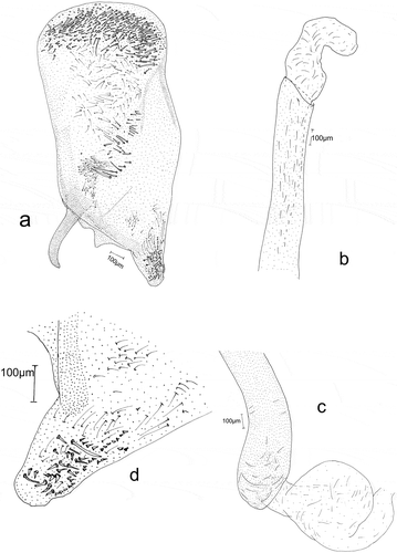 Figure 6. Male genitalia: Eidophasia hufnagelii: a – separated valva, b – part of aedeagus, c – end of aedeagus, d – sacculus.