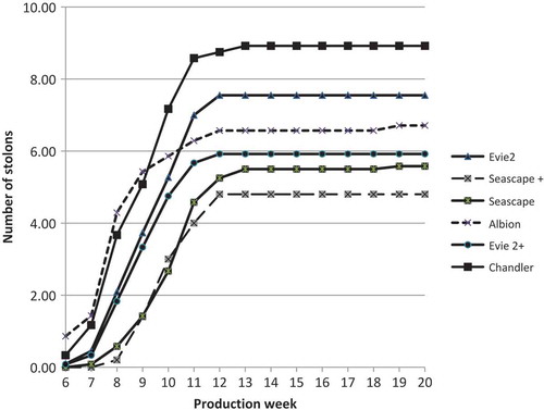 Figure 1. Weekly cumulative number of stolons (mean) present per cultivar from week 6 (October 22) to week 20 of the production timeline for experiment 2.