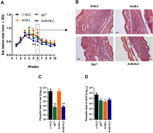 Figure 6 Intraperitoneal AmB-NLC treatment controls L. brasiliensis infection. BALB/c mice infected with L. braziliensis were treated intraperitoneally three weeks later with Sb5+ (Glucantime® 100 mg/Sb5+/kg/day, 5x a week), or AmB-L (Ambisome®), AmB-NLC or Ø-NLC (6 mg/kg/day, on alternating days over 2 weeks). (A) Lesion size development was monitored weekly; (B) Ear sections, obtained six weeks after infection, were analyzed by optical microscopy (200X magnification). Parasitic load in (C) infected ears and (D) draining lymph nodes. Bars represent mean ± SD of an experiment performed with 12 animals per group. Kruskal–Wallis nonparametric testing, followed by Dunn’s multiple comparison post-test (*p< 0.05 and **p< 0.01).