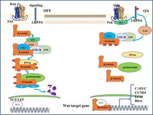 Figure 1 WNT/b-catenin signaling pathway. A simplified scheme showing the major pathways of WNT. In the absence of WNT ligand, glycogen synthase kinase 3 (GSK-3) phosphorylates β-catenin, triggering ubiquitinated proteasomal degradation; Extracellular WNT ligands bind to Frizzled receptor and disrupt complexes [including GSK-3, casein kinase-IA] (CK-LA), axin, and adenomatous polyposis Escherichia coli (APC)] are recruited to the cell membrane side, which saturates the destruction complex and allows the accumulation and translocation of newly formed B-catenin into the nucleus, where it activates the transcription of target genes under the control of T cytokines (TCF).