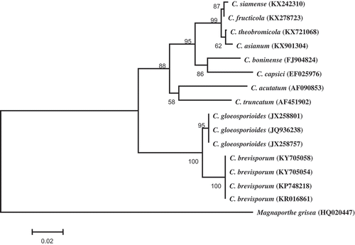 Fig. 2 Phylogenetic tree obtained through Neighbour-joining method using MEGA 5.1 based on ITS rDNA sequences of two representative isolates C. brevisporum (KY705054 and KY705058), and 13 Colletotrichum spp. isolates retrieved from GenBank. The numbers above the branches indicate bootstrap values resulting from 1000 replicates. Magnaporthe grisea was used as an outgroup.