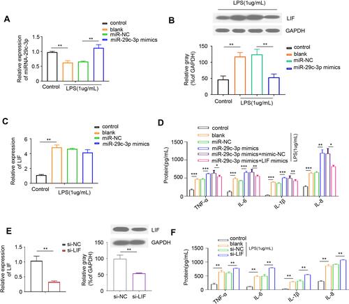 Figure 3 The role of miR-29c-3p and LIF in LPS-mediated cell inflammation. (A) The expression of miR-29c-3p in LPS-treated Caco-2 cells pre-transfected with miR-29c-3p mimics or scrambled control. (B) Representative Western blots and densitometric quantitative analysis of LIF protein levels in LPS-treated Caco-2 cells pre-transfected with miR-29c-3p mimics or scrambled control. (C) qRT-PCR analysis of LIF expression in LPS-treated Caco-2 cells pre-transfected with miR-29c-3p mimics or scrambled control. (D) The protein levels of IL-1β, IL-6, IL-8 and TNF-α in the culture supernatants of LPS-treated Caco-2 cells pre-transfected with miR-29c-3p mimics or together with LIF mimics. (E) Validation of si-LIF transfection efficiency in Caco-2 cells. (F) The protein levels of IL-1β, IL-6, IL-8 and TNF-α in the culture supernatants of LPS-treated Caco-2 cells pre-transfected with si-LIF or scrambled control. *P<0.05, **P< 0.01, ***P<0.001.