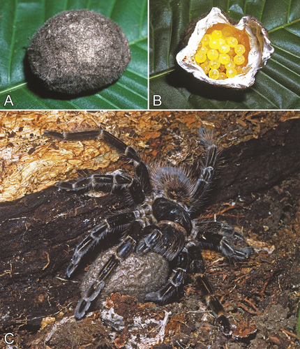 Figure 10. Egg sacs of theraphosids, heavily covered in protective urticating setae. A, B. Intact and opened egg sac of Megaphobema velvetosoma, Loreto, Peru. C. Female Tekoapora wacketi (Mello-Leitão, 1923) with her egg sac, Ubatuba, São Paulo, Brazil. Photo credits: Rick C. West (A, B) and Ivan Sazima (C).