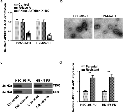 Figure 3. APCDD1L-AS1 is transferred extracellularly via exosome incorporation in 5-FU-Resistant OSCC Cells