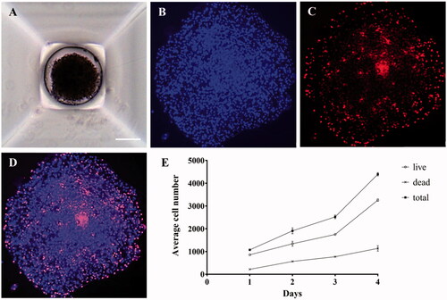 Figure 1. Microscopic images of 3D cancer spheroids. (A) T98G cells were cultured with SpheroFilmtr™ to obtain a 3D spheroid form, and the appearance of spheroids was confirmed by optical microscopy (scale bar: 200 μm). (B–D) To count viable whole cells and dead cells in a 3D spheroid, the spheroid was transferred onto a glass slide, mounted with a coverslip, stained with Hoechst and PI, and examined under a fluorescence microscope. (B) Hoechst nuclear staining confirmed the total number of cells. (C) Dead cells were identified among whole cells by PI staining. (D) An overlay of Hoechst and PI staining images. (E) Analysis of viability of 3D spheroid cells by fluorescence staining as a function of culture time.