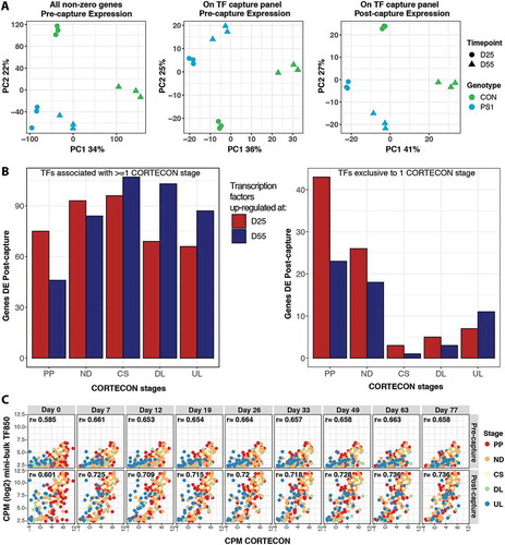 Figure 4. CaptureSeq enhances identification of sample differentiation stage. (A) Principal component analysis of bulk samples from different timepoints (D25, D55) and genotype status (CON and PS1). Panels show PC1 and PC2 of all genes expressed pre-capture (left, replicating [Citation23]); pre-capture expression of genes targeted by TF capture (middle); and post-capture expression of TF capture targeted genes (right). (B) Overlap between genes associated with different developmental stages in CORTECON dataset and DE genes with higher expression at D25 or D55 in bulk TF post-capture samples. From earlier: Pluripotency (PP), Neural Differentiation (ND), Cortical Specification (CS); to later: Deep Layer Generation (DL), Upper Layer Generation (UL) stages. Left: All 597 TF DE genes, including genes which associate with multiple CORTECON stages. Right: TF DE genes (212) exclusive to one CORTECON stage. (C) Pearson correlations (all significant at p ≤ 0.001), between mini-bulk pre- (top) and post- (bottom) TF850 capture gene expression profiles and matched gene expression levels from each CORTECON timepoint. Colours represent CORTECON stages genes are associated with