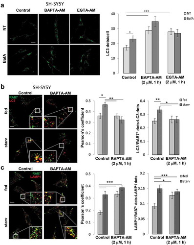 Figure 7. Cytosolic Ca2+ signal is essential in mediating the autophagy defect induced by FAD-PSEN2 expression. (a) Representative images and quantification of LC3 dots, revealed by immuno-staining, in SH-SY5Y cells incubated, or not (control), with BAPTA-AM or EGTA-AM (2 μM, 1 h) and treated, or not (not-treated, NT) with BafA (100 nM). Mean ± SEM, n = 26–51 cells, from 3 independent experiments. *p < 0.05; ***p < 0.001. (b and c) SH-SY5Y cells were incubated with, or without (control), BAPTA-AM (2 μM) for 1 h in complete medium (fed) or extracellular saline (starv). Cells were immuno-stained for (b) endogenous RAB7 and LC3 or (c) endogenous RAB7 and LAMP1. Merged images (left) together with the Pearson’s co-localization coefficients (right) and the proportion of double positive LC3+RAB7+ (or LAMP1+RAB7+) dots over total LC3+ (or LAMP1+) dots are shown, for each condition. Scale bar, 10 µm. Mean ± SEM, n = 25–33 cells, from 3 independent experiments. *p < 0.05; **p < 0.01; ***p < 0.001.