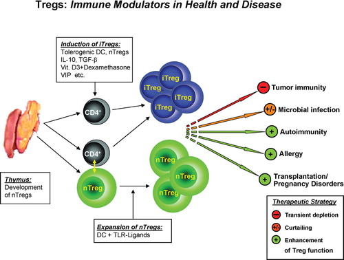 Figure 1. Tregs—immune modulators in health and disease. Naturally occurring CD4+CD25+ Tregs (nTregs) develop directly from CD4+ T cell precursors during positive selection in the thymus. Induced Tregs (iTregs) develop from naïve conventional CD4+ T cells either as a result of cell contact‐dependent interaction with nTregs or under the influence of suppressive agents like IL‐10, TGF‐β, dexamethasone, vitamin D3, vasoactive intestinal peptide, tolerogenic DC, and potentially other inhibitory mechanisms. Modulation of Treg (nTregs/iTregs) function is a promising intervention strategy to either improve responses in tumor and microbial diseases or suppress those unwanted in autoimmunity, allergy, transplantation, and pregnancy disorders. The transient depletion of Tregs as well as their manipulation, especially via toll‐like receptor (TLR) ligands, allow a transient reduction of Treg activity and enforce antitumor responses and immunity against viral infections. On the other hand their selective activation could diminish chronic pathological immune and autoimmune responses.