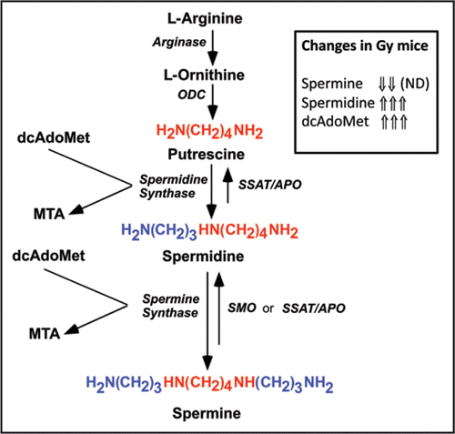 Figure 1 Polyamine structure and biosynthesis/interconversion. The abbreviations used are dcAdoMet, decarboxylated S-adenosylmethionine; MTA, 5′-methylthioadenosine; ODC, L-ornithine decarboxylase; APO, acetylpolyamine oxidase; SMO spermine oxidase; SSAT, spermidine/spermine-N1-acetyltransferase; ND, not detected.