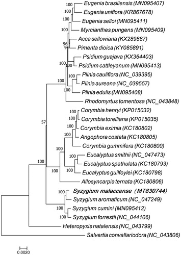 Figure 1. Phylogenetic tree of Syzygium malaccense and 25 other species of the Myrtaceae family, and Salvertia convallariodora which belongs to the Vochysiaceae family was used as the outgroup. The 27 species for phylogenetic tree construction are: Eugenia brasiliensis (MN095407), Eugenia uniflora (KR867678), Eugenia selloi (MN095411), Myrcianthes pungens (MN095409), Acca sellowiana (KX289887), Pimenta dioica (KY085891), Psidium guajava (KX364403), Psidium cattleyanum (MN095413), Plinia cauliflora (NC_039395), Plinia aureana (NC_039557), Plinia edulis (MN095408), Rhodomyrtus tomentosa (NC_043848), Corymbia henryi (KP015032), Corymbia torelliana (KP015035), Corymbia eximia (KC180802), Angophora costata (KC180805), Corymbia gummifera (KC180800), Eucalyptus smithii (NC_047473), Eucalyptus spathulata (KC180793), Eucalyptus guilfoylei (KC180798), Allosyncarpia ternata (KC180806), Syzygium malaccense (MT830744), Syzygium aromaticum (NC_047249), Syzygium cumini (MN095412), Syzygium forrestii (NC_044106), Heteropyxis natalensis (NC_043799), and Salvertia convallariodora (NC_043806).