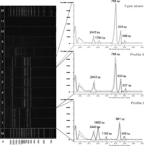 Figure 4. RAPD analysis with primer CUGEA-6. On the right: M – DNA ladder, 1, 2 – representative X. euvesicatoria strains forming profile I, 3–6 – representative X. euvesicatoria strains forming profile II, 8 – X. vesicatoria, 9 – X. gardneri, 10 – X. perforans, 11 – PCR mix. On the left: graphs of the two profiles and the profile of the type strain X. euvesicatoria NBIMCC 8731. The numbers on the top of the graphs correspond to the length of the amplicons.