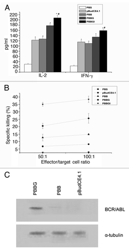 Figure 2. Cytokine production from splenocytes and CTL activity after ConA stimulation. Mice were administered plasmid pBudCE4.1, PBB, PBBG, PBBGI or PBS. Splenocytes were harvested for cytokine production (A) and CTL activity (B) 30 d post-vaccination. Statistically significant differences are indicated by * compared with PBS control group (p < 0.01), or # compared with PBBG (p < 0.05). (C) Results of protein gel blot in the stably transfected SP2/0 cells. pBudCE4.1, pBudCE4.1-treated group; PBB, pBudCE4.1-BCR/ABL-treated group; PBBGI, pBudCE4.1-BCR/ABL-GPI-mIL12-treated group; PBS, PBS-treated group.
