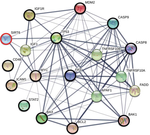 Figure 3. The interaction network between proteins, each of which is involved in the regulation of immunity, apoptosis, and ageing (bold circles), which are also direct or indirect SIRT6 interactors. The network was constructed using the STRING functional protein association network version 10.5 (https://string-db.org/) with the minimum required interaction score of 0.4 (medium confidence). To fill ‘gaps’ between SIRT6 and these proteins, the program was allowed to include up to 5 additional interactors in the first shell