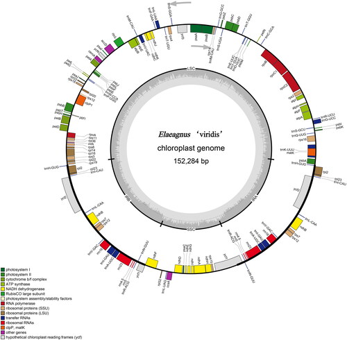 Figure 2. Physical map of E. ‘viridis’ cp genome. Genes transcribed clockwise are drawn inside the circle, while genes transcribed counterclockwise are drawn outside the circle (as indicated by the gray arrows). different colors are used to show genes with different functions. GC and at contents are represented by the dark and light gray areas of the inner circle, respectively. LSC: large single-copy region, SSC: small single-copy region, IRa and IRb: a pair of inverted repeats.