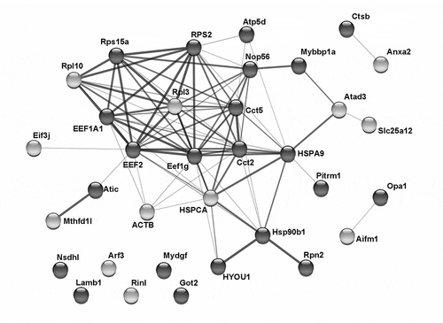 Figure 4. Significant interactions between proteins in clusters 4 and 5. Functional protein interaction network analysis was performed on the basis of interaction data in the STRING database (version 11.0). Cytoscape was used to visualize the resulting connected graph. Dark and light nodes are proteins from cluster 4 and 5, respectively. A line between two nodes indicates that the pair has at least one known or predicted interaction. A thicker line indicates that there is higher confidence in the interaction, e.g., due to experimental evidence for protein-protein binding