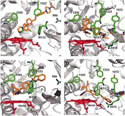 Figure 8. Computational docking of ketoconazole (A, CYP26A1; B, CYP26B1) or R115866 (C, CYP26A1 or D, CYP26B1) supports the reported type II binding interactions observed for CYP26A1 and suggests a similar binding interaction will occur with CYP26B1. The sp2 hybridized nitrogen was located within 3 Å of the heme iron in all cases. Portions of the protein structure are not displayed for added clarity.