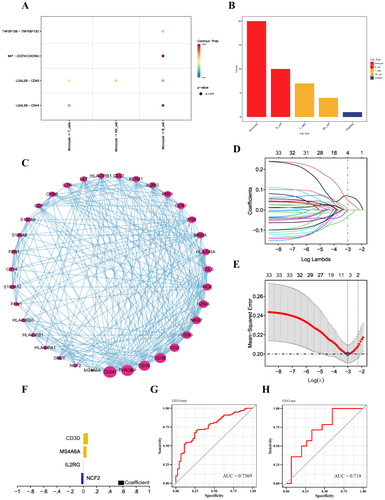 Figure 3 (A) Bubble diagram of receptor and ligand information between cells. (B) Comparison of the total numbers of interactions of communication networks between cells. Decreasing from left to right, the strongest being Monocyte. (C) Protein interaction networks based on the GeneMANIA database were visualized by Cytoscape software. (D) Distribution of LASSO coefficients for differentially expressed genes. (E) Tenfold cross-validation of tuning parameter selection in LASSO models. (F) Histogram of LASSO coefficients for the four key genes. (G and H) Predictive efficacy of the training and validation sets.