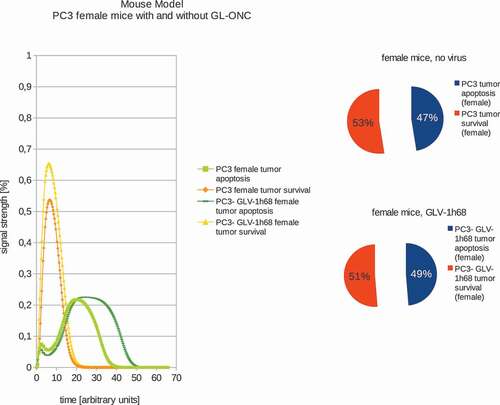 Figure 3. Models and ratios of tumor survival and apoptosis of the human PC-3 tumors in female nude mice without and with GLV-1h68-treatment. Without oncolytic virus therapy the tumor apoptosis rate (53%) is was set to be higher than the apoptotic rate (47%) and therefore simulating a proliferating tumor. After calculating the effects of viral therapy, these values ended up at 51% tumor survival and 49% tumor apoptosis and therefore ensuring tumor survival, albeit to a lesser extent.