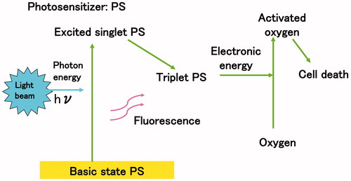 Figure 1. Energy transfer in photodynamic therapy. Following a light beam, the photosensitizer reaches an excited singlet state and moves to a triplet excited state. The excited triplet photosensitizer reacts directly with oxygen through energy transfer generating activated oxygen.