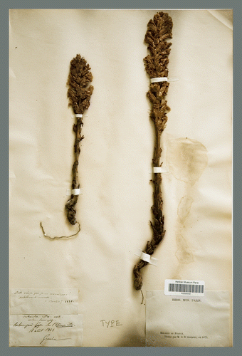 Fig. 1 Orobanche ritro. France, Rabou près Gap, sur l’Echinops ritro, 14 VIII 1848, Grenier (P). Lectotype.