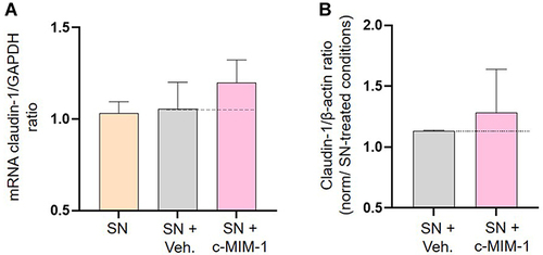 Figure 5 C-MIM-1 slightly increases the expression of claudin-1 in a cellular model of intestinal inflammation. (A) The expression of claudin-1 was assessed by RT-qPCR in the HCoEpiC cells, after 24 hours of treatment with either the Veh. or c-MIM-1 and stimulation with the supernatant (SN) from PBMCs treated with PHA (5µg/mL) for 30 min. The claudin-1 expression has been normalized by the one of the housekeeping gene GAPDH, and the control conditions, without any treatment, have been set at 1. The experiment has been done once; each condition was performed in triplicate. (B) The relative expression of claudin-1 at protein level has been assessed by Western Blot in the same cellular conditions as above. The expression of β-actin has been used as a housekeeping gene for the protein expression. The claudin-1/β-actin ratios are presented in PHA-stimulated PBMCs SN conditions, respectively, after quantization of the Blot’s pictures, using the online ImageJ software (downloaded on the 2nd of May 2022). The Western Blots were run twice and the mean ratios ± SD obtained from each Blot are shown. The black dotted lines highlight the effect of c-MIM-1 compared with Veh.