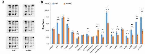 Figure 8. Identification of DGKZ knockdown-related gene expression. (a)The PathScan Stress and Apoptosis Signaling Antibody Array Kit was performed to assess the signaling molecules that were associated with downregulation of DGKZ in SiHa cells. (b) Quantitative array data by array analysis software. (*p < 0.05, **p < 0.01)