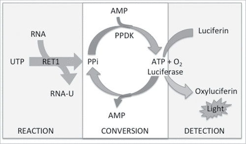 Figure 2. Schematic for the luciferase coupled HTS assay to detect RET1 activity (PPKD – pyruvate phosphate dikinase).
