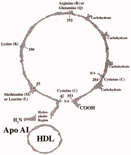 Figure 4. The gene polymorphisms of PON1Citation28.