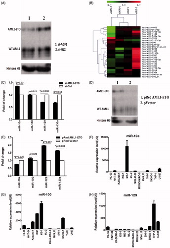 Figure 3. (A) Western blot results of expression of AML1/ETO in SKNO-1 cells. The results indicate that expression of the AML1/ETO fusion protein decreased significantly in SKNO-1 cells transfected with siRNA targeting AML1/ETO. SiAGF1 was a siRNA targeting the AML1/ETO fusion gene. SiGL2 was a siRNA targeting P pyralis luciferase, which was used as a negative control siRNA in this study. (B) Heat map of the miRNA array of SKNO-1 cells transfected with the AML1/ETO siRNA and the control siRNA. Levels of 24 differentially expressed miRNAs between the two groups are shown as a heat map. Two paired miRNA samples collected at two independent knockdown experiments were used. (C) Change of expression of four miRNAs in SKNO-1 with and without AML1/ETO knockdown. The results show increased expression of miR-10a, contrasting with decreased expression of miR-129 and miR-130a in SKNO-1 transfected with AML1/ETO siRNA when compared to controls. Standard errors are indicated. (D) Western blot results of expression of AML1/ETO in HeLa cells. The results indicate that AML1/ETO fusion protein was successfully overexpressed in HeLa cells transfected with the AML1/ETO plasmid compared with that transfected with the control vector. (E) Change of expression of four miRNAs in HeLa cells with and without AML1/ETO overexpression. The results show decreased expression of miR-10a, but increased expression of miR-129 and miR-130a in HeLa with AML1/ETO overexpression. Standard errors are indicated. (F, G, H) Expression of miR-10a, miR-100, and miR-129 in AML cell lines. The results demonstrate that these miRNAs are not uniquely upregulated or downregulated in AML cell lines with the t(8;21) translocation (KASUMI-1 and SKNO-1).